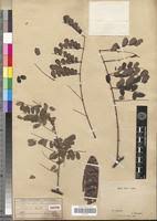 Image result for Mezoneuron angolense