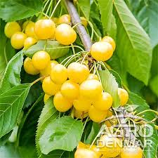 Cantitate cireș pitic, soi de mai. Cires Amar Imperial Agrodenmar Ro