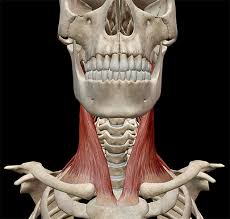 The splenius muscles originate at the midline and run laterally and superiorly to their insertions. Learn Muscle Anatomy Scalene Muscles And Other Neck Anatomy