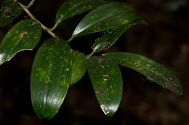 Image result for Dracaena laxissima