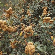 Image result for Searsia tomentosa