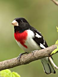 Image result for rose breasted grosbeak