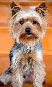 child safety silky terrier silky terrier west highland terrier american bull terrier funny boston terriers bo teriyer sevimli kopek yavrulari yorkshire