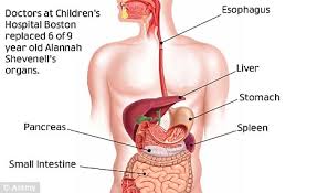 The hollow organs that make up the gi tract are the mouth, esophagus. Kids Drawing Of Abdominal Organs Animal Pencil Drawing