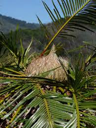 Image result for Helixanthera verruculosa