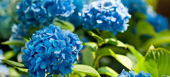 Some dogs, especially puppies, like to chew on household items and munch on grass outside so when they see a houseplant it can be tempting to take a thankfully, these flowering plants are fairly safe for dogs to be around. Poisonous Plants 17 Toxic Plants In Your Garden