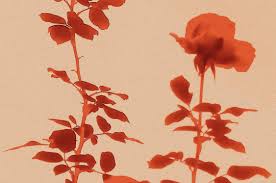 슬픔이 없는 여름도시에서: Z