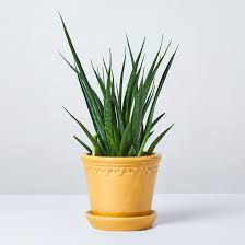 Image result for Hermannia kirkii