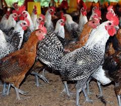 Sebab tentu kita harus mengikuti bobot standar yang biasa ada di pasaran. Kabarnya 90 Telur Ayam Kampung Di Pasaran Ternyata Palsu Simak Faktanya Berikut Biar Waspada