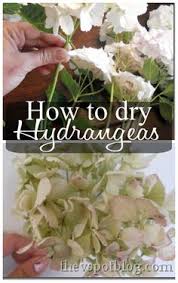 Drying calendula is the most common way to preserve the medicinal properties of the flower. 27 How To Dry Flowers Ideas Flowers Dried Flowers How To Preserve Flowers