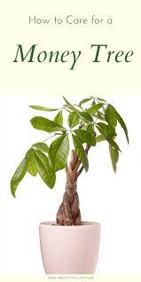 How To Care For A Money Tree Money Tree Plant Plant Care Houseplant Plants
