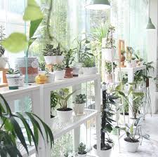 Beraneka ragam tanaman hias gantung bunga dan daun. 7 Tempat Jual Tanaman Hias Murah Terbaik Di Jabodetabek Rumah123 Com