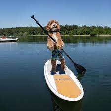 what s sup pup oh you know just doing a little stand up paddle boarding on this fine morning what s sup with you standup paddle paddle boarding paddle