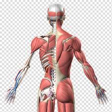 Learn about each muscle, their locations & functional the pectorals, or chest muscles, are so large and prominent that they can't be hidden. Muscle Homo Sapiens Human Anatomy Human Back Arm Transparent Background Png Clipart Hiclipart