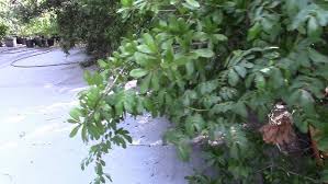 Image result for Entada gigas