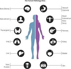 Deciding when you can be around others is different for different situations. A Pathology Atlas Of The Human Cancer Transcriptome Science