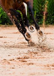 Pride Riding The Hooves That Led Me To A Dream A Reason To Keep Going The Hooves That Carried Me The Ones That Left A Ho Horses Horse Photography Horse Life