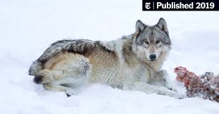 Бюгель, 9 января 2012 в wolf. Gray Wolves May Lose Endangered Status And Protections The New York Times