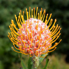 Image result for Leucospermum