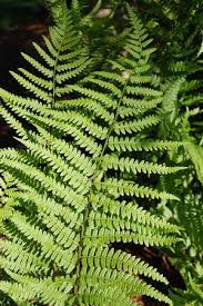 Dryopteris X Australis Ferns Wood Fern Plant Leaves
