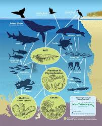 Ocean Food Web Emagazine Com Ocean Food Web Ocean Food Food Web