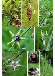 Image result for Jasminum breviflorum