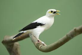 54 Black Winged Starling Acridotheres Melanopterus Endemic To Indonesia Starling Bird Species Pet Birds