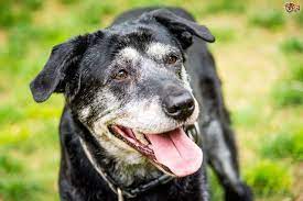 Colon Cancer In Dogs Pets4homes