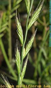 Image result for Lolium multiflorum