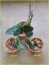 If the soil feels dry, water your plant by placing it under lukewarm, running water in your sink for about 15 seconds, then allow the excess water to drain for about 15 minutes after that. 12 Best Pruning Orchids Ideas Orchids Growing Orchids Orchid Care