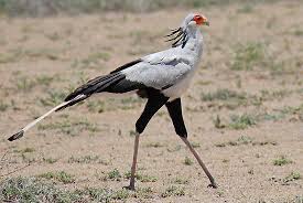 Secretary Bird Serengeti National Park Tanzania Africa By Adrian Paul Bird Pet Birds Beautiful Birds