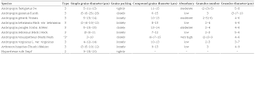 Image result for Andropogon fastigiatus