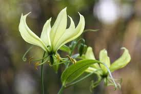 Image result for Gloriosa superba