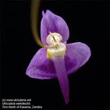 Image result for Utricularia welwitschii