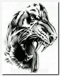 Black Bird With White Chest And Belly Pin On Tiger Illustration