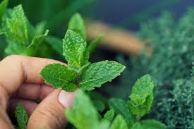 Apr 21, 2020 · as mentioned, the herb is best confined to a container but if yours is not, the best way to tame the beast is by harvesting mint leaves. Two Easy Ways To Use Garden Mint In Drinks Myrecipes