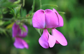 Image result for Indigofera cryptantha