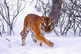 26 Spectacular Pictures Of Siberian Tigers In Their Natural Habitat Shared Via Slingpic Amur Tiger Pet Tiger Siberian Tiger