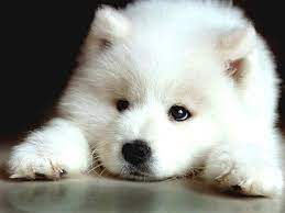 7 Dogs That Look Like Polar Bears The Dog People By Rover Com