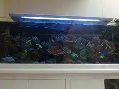 Jenis ikan hias air tawar beserta harga. 17 Aquarium Air Laut Ideas Aquarium Air Aquascape