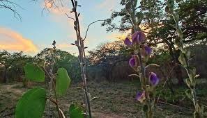 Image result for Dolichos kilimandscharicus