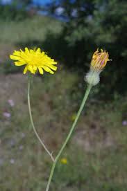 Image result for Crepis newii