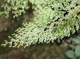 Image result for Hymenophyllum tunbridgense