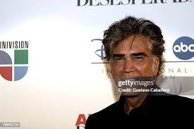 1,102 Florida Puma Stock Photos, High-Res Pictures, and Images