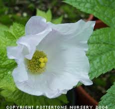 Hard to find and highly prized. Pottertons Nursery Glaucidium Palmatum