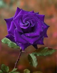 Pin By Ata On Flowers Flowers Purple Roses Beautiful Roses
