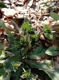 Image result for Elephantopus scaber