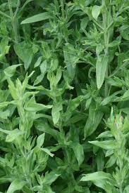 Image result for Epilobium hirsutum