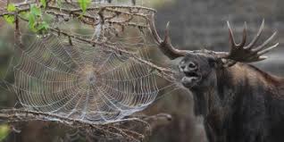 Both sides agree that radiation is bad for. Mutated Animals Edad Estatura Peso Fotos Contacto Dazzling News