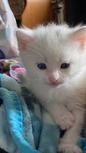 Shots fired add tension to amateur sleuth's babysitting